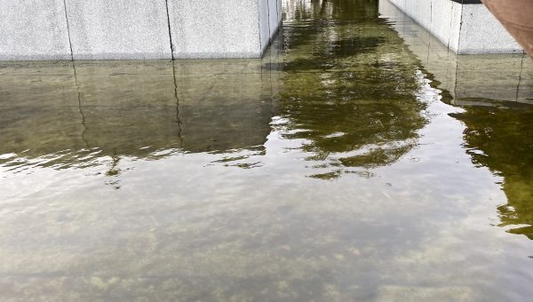 A person stands on a flooded rooftop, where standing water reflects the nearby trees and sky. Amidst the scene, several rectangular roof structures are partially submerged, hinting at an urgent need for roof repair.