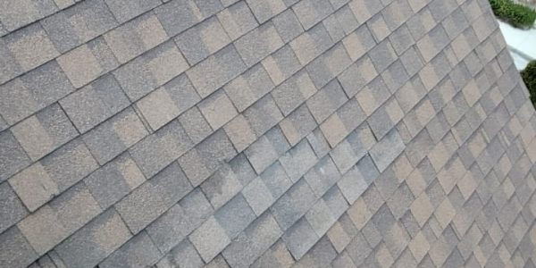 A steep roof covered with brown asphalt shingles shows color variations. Several houses and treetops peek into view in the background, subtly emphasizing the need for potential roof repair or skylight replacement amidst this picturesque setting.